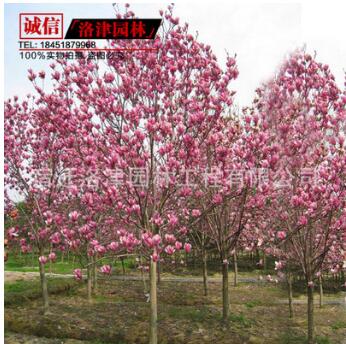 供應優質廣玉蘭苗 紫玉蘭小苗 紫玉蘭樹苗 8-10-15公分粗 基地