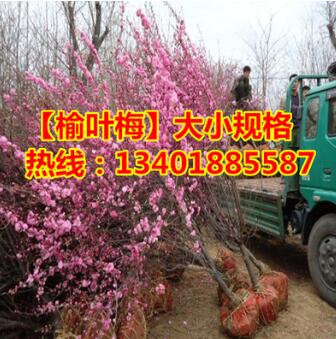 批發優質榆葉梅樹苗苗庭院耐寒植物 觀賞綠化苗木 榆葉梅盆景