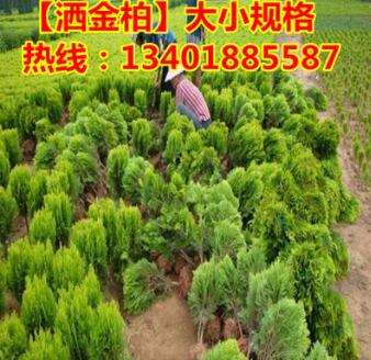 占地苗批發灑金柏 灑金柏球 灑金柏苗木 園林綠化苗木直銷