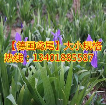 占地苗 基地批發出售德國鳶尾 德國鳶尾價格 德國鳶尾數量大