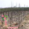 供應批發櫻花樹 園林綠化工程用櫻花樹 長期出售櫻花樹 價格合理