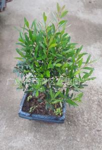 12cm球型赤楠 盆景 植物花卉小盆栽綠色室內花木