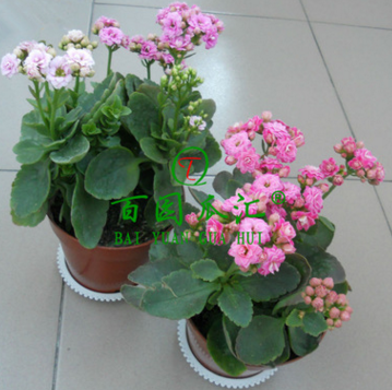 室內(nèi)綠植 長(zhǎng)壽花重瓣苗 長(zhǎng)壽花苗 長(zhǎng)壽花盆栽 多肉植物 防輻射