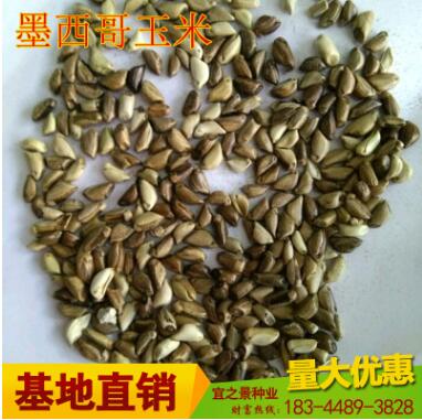 批發高產墨西哥玉米草種子包郵 闊葉優12 大芻草 豬馬牛羊魚草籽