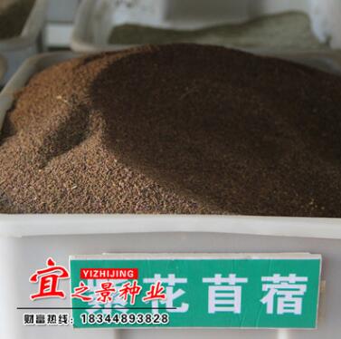 批發四季耐寒牧草苜蓿種子 簡裝多季工程專業花草