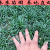 麥冬草正宗日本矮麥冬草 玉龍草四季常青耐寒庭院綠化草坪植物