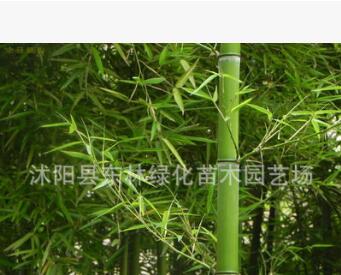 基地直銷剛竹 剛竹苗 竹子庭院行道樹四季常青 規格齊全量大優惠