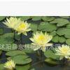 供應水生植物荷花-睡蓮-碗蓮.各種水生植物大量銷售