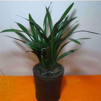 低價批發墨蘭 室內綠植盆栽 辦公室盆栽觀花植物