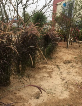 紫夢狼尾草，狼尾草