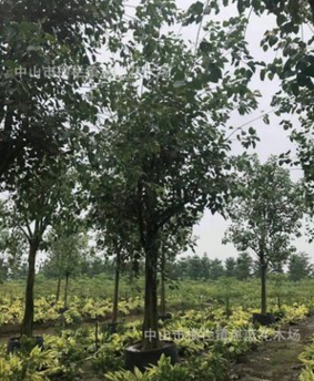 菩提榕　大喬木　30分　行道樹　庭園樹　苗木工程　植物報價