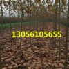 綠化苗 法桐 法桐樹 規格齊全
