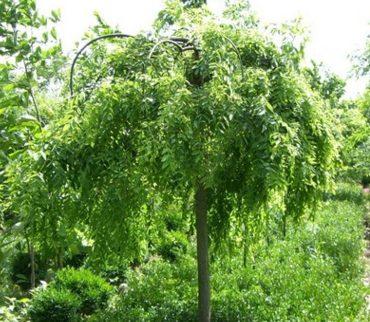 專業供應綠化樹木國槐樹速生國槐大小規格齊全價格優惠