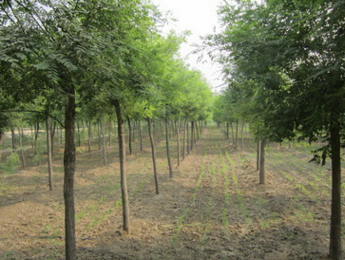 現貨銷售速生國槐樹園林綠化樹木國槐 2-3公分國槐樹