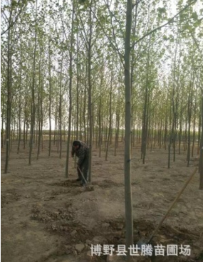 法桐廠家專業(yè)供應道路綠化樹速生法桐3-15公分實生苗 價格低