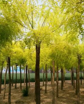 4-12公分高桿金葉國槐 矮本金葉槐價格
