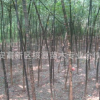 大量供應國槐，速生國槐，大小規格國槐