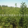 批發國槐小苗 速生國槐 老式國槐價格1-15公分