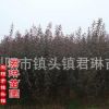紅葉李湖南低價格銷售 喬木紅葉李 紅葉李苗木