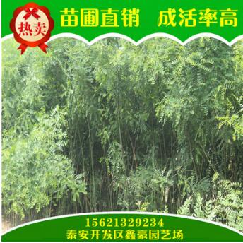 大量出售國槐樹 苗圃直銷供應規格多國槐苗 長期熱銷供應國槐