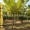 金枝槐金葉槐國槐香花槐龍爪槐毛槐基地直銷園林綠化苗木