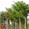 批發園林綠化大喬木 苗圃苗木直銷 槐樹苗規格齊全量大從優