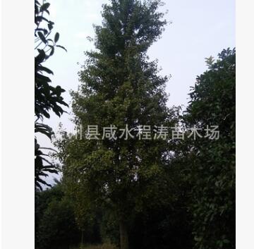 供應22cm25cm28cm精品獨桿銀杏 廣西銀杏 銀杏批發