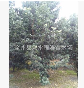 供應 羅漢松 造型羅漢松樹 庭院綠化和高檔住宅景觀