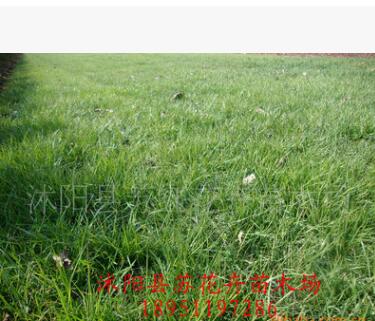 供應(yīng)高羊茅草坪 高羊茅草皮及種子
