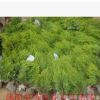 大量出售灑金柏 灑金柏小苗 灑金柏種子