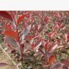 供應紅葉石楠小苗 帶營養缽 規格齊全