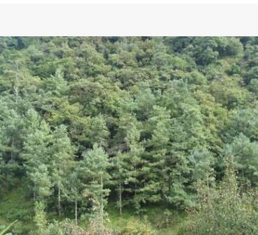 大量供應白皮松 3.5米 4米 5米白皮松