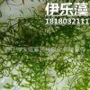 批發(fā)水生植物 伊樂藻 沉水植物 水體綠化