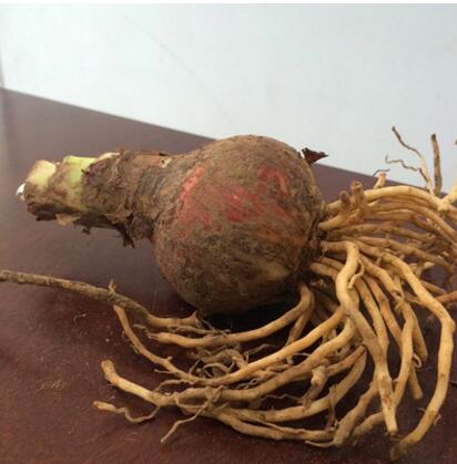 供應盆栽重瓣朱頂紅朱頂紅大種球 對子蓮 特大球徑品種多