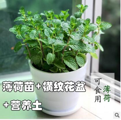 檸檬薄荷苗 淡香食用型 泡茶調酒烹飪凈化空氣吸甲醛綠植