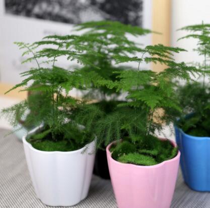 花卉盆栽春季客廳辦公室內桌面綠植防輻射植物文竹花草迷你小盆景