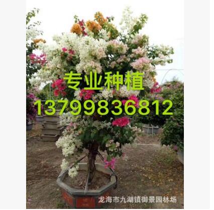 福建三角梅 雙色三角梅 三色三角梅 四色三角梅 五色三角梅價格