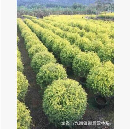 福建黃金寶樹價格 福建黃金寶樹批發 福建黃金寶樹種植基地