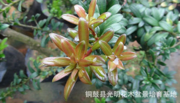 紅芽珍珠羅漢松苗，紅芽珍珠羅漢松實生苗，紅芽珍珠羅漢松原生苗
