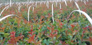 天津市火紅紫薇苗，火赤薇苗，花色紅艷的觀花品種紫薇苗