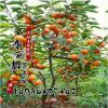 柿子樹苗【日本甜柿】即摘即食 脆甜可口 嫁接柿子苗 3年結果苗