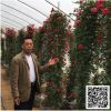 綠化樹苗工程苗木 藤本月季爬藤植物 盆栽花卉花苗當年開花