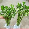 批發水培植物 富貴竹 轉運竹 彎彎竹 寓意健康長壽 美化環境