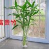 批發水培花卉 富貴竹 開運竹 大葉竹 適合桌面