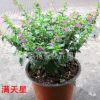 批發供應桌面盆栽 植物 滿天星花苗 凈化空氣 花期長