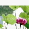 基地直銷水芙蓉 水生植物 水芙蓉苗 水生花卉 清潔河流 盆栽花卉
