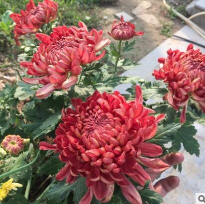 菊花盆栽庭院陽臺植物花卉綠植菊花苗帶花苞 九月菊大花