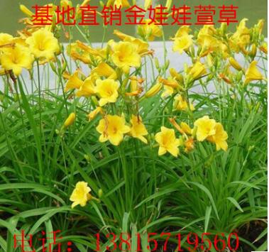 批發宿根花卉萱草 金娃娃萱草大花萱草 地被植物園林公園綠化