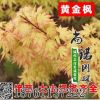 綠化苗木日本橙之夢黃金楓樹苗庭院地栽金陵黃金楓紅楓樹苗包郵