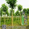 基地批發白蠟小苗 白蠟樹苗行道樹 速生白蠟苗規格齊全工程綠化